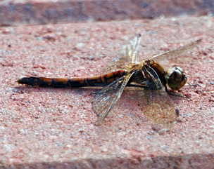 Black Darter Dragonflies Mating