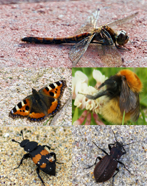 Insects - Bees - Beetles - Butterflies - Dragonflies - Damselflies - Western Isles