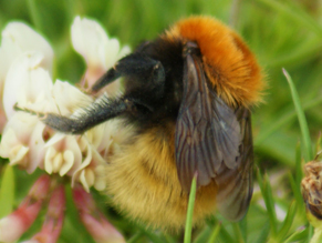 Bees - Western Isles