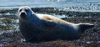 Seals - Uist Wildlife