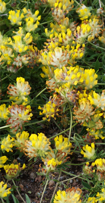 Kidney Vetch Hebrides Flora