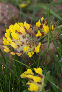 Kindney Vetch - Hebrides Wildflowers