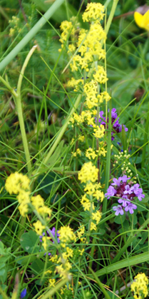 Ladies Bedstraw - Western Isles Yellow Wildflowers