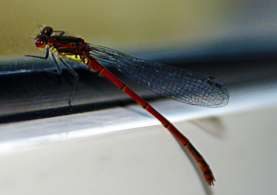 Large Red Damselfy - Western Isles Insect Sightings