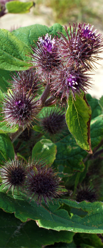 Lesser Burdoch - Hebrides Flora