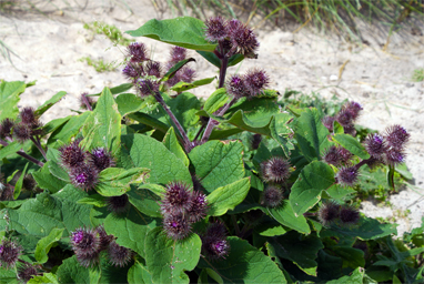 Lesser Burdoch Purple Wildflowers Western Isles