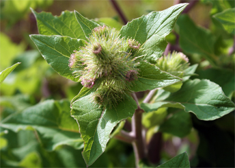 Lesser Burdock