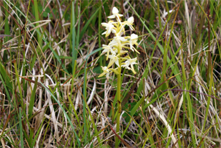 Heath Spotted Orchid - Hebrides Wildflowers