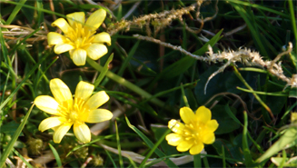 Lesser Celandine - Western Isles Yellow wildflowers