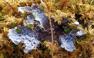 Dog Lichen at Balallan