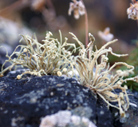 Grey Green Lichen - Isle of Lewis