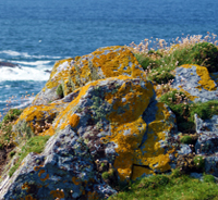 Yellow Lichen