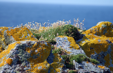 Gorse - Western Isles Wildflowers