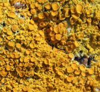 yellow Lichen - Hebrides