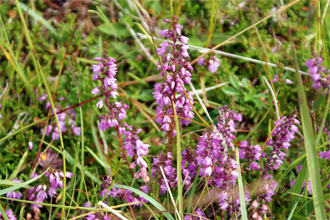 Heather at THe Broch at Carloway - Western Isles