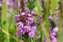 Pink Wildflowers-Bell Heather Hebrides