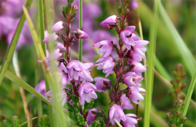 Bell Heather - Western Isles Wildflowers