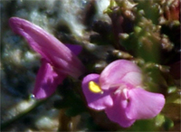 Lousewort-Hebrides Wildflowers