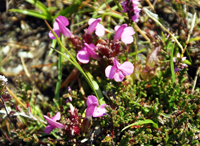 Isle of lewis Wildflowers - Lousewort