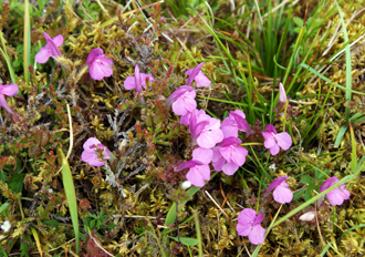 Western Isles Lousewort