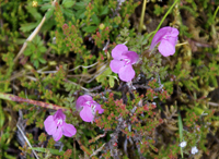Pink Lousewort - Hebrides Wildflowers