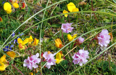 Hawkweed - Western Isles Wildflowers