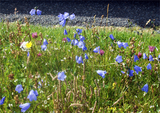 Harebells in THe Machair - at Reef - Isle of Lewis