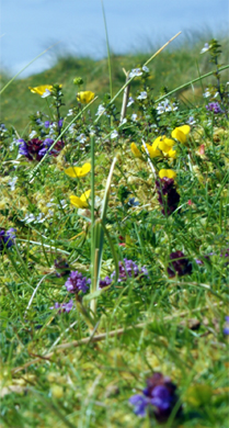 Machair at Tolsta - Isle of Lewis