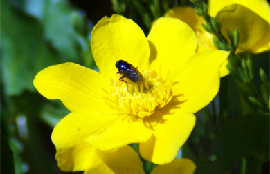 Marsh Marigold - Western Isles Wildflowers