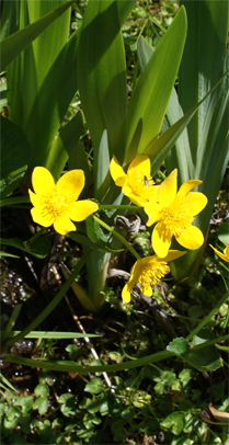 Yellow Wildflowers - Gorse - Hebrides Flora
