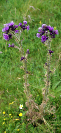 Marsh Thistle