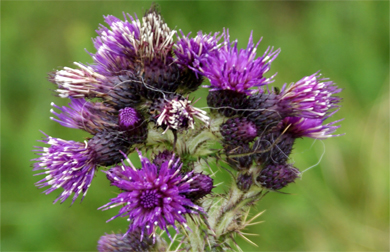 Marsh Thistles - Western Isles Wildflowers