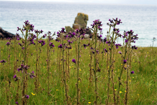 Marsh Thistles at Garry - Isle of Lewis
