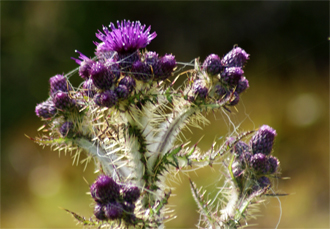 Pink  Wildflowers - Marsh Thistle