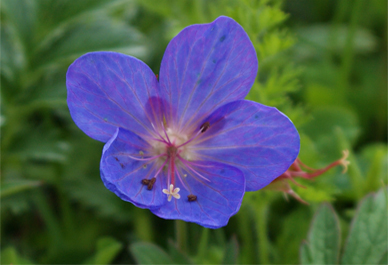 Geramium - Meadow Cranesbill