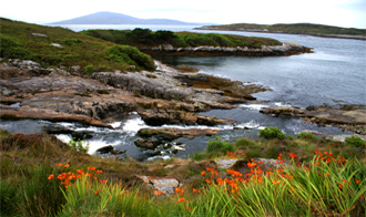 Montbretia at Amhuinnsuidhe - Isle of Harris