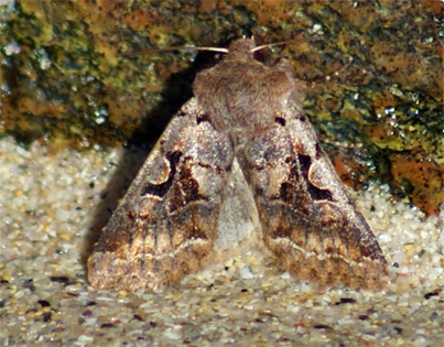 Hebrew Character Moth