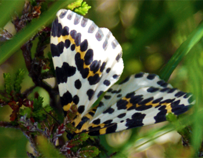 Magpie Moth