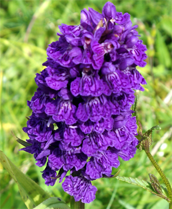 Heath Spooted Orchid - Tolsta Head