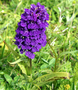 Northern Mrash Orchid - Isle of Lewis