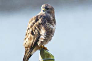 Buzzard-Western-Isles-Birds