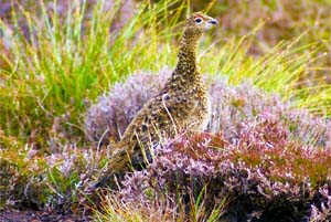 Red Grouse - Seen along The Pentland Rd