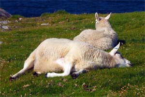 Sheep Just Relaxing - Isle of Lewis