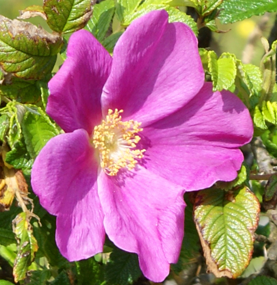 Dog Rose - Isle of Harris