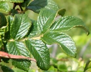 Leaves of The  Dog Rose