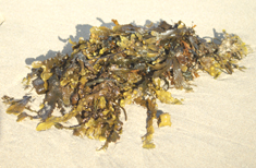 Seaweed - Kelp - Isle of Lewis