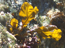 Seaweed Mangersta