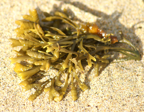 Seaweed used in Kelp Making