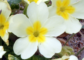 Primrose Wildflower - Isle of Harris