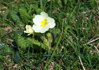 Primrose - Isle of Harris